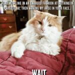 Clare Bowen Instagram - #catshaming 𝑵𝑶𝑾𝑯𝑬𝑹𝑬