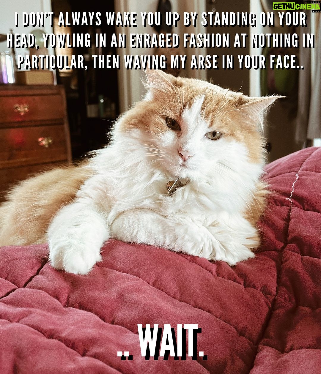 Clare Bowen Instagram - #catshaming π΅πΆπΎπ―π¬πΉπ¬