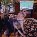 Clare Bowen Instagram - Ow. 🩵✨ 📷 @brandonrobertyoung #irishwolfhound #bowenyoung #holidays #clarebowen #crushinginjuriesofinstagram #ififitsisits 𝑵𝑶𝑾𝑯𝑬𝑹𝑬