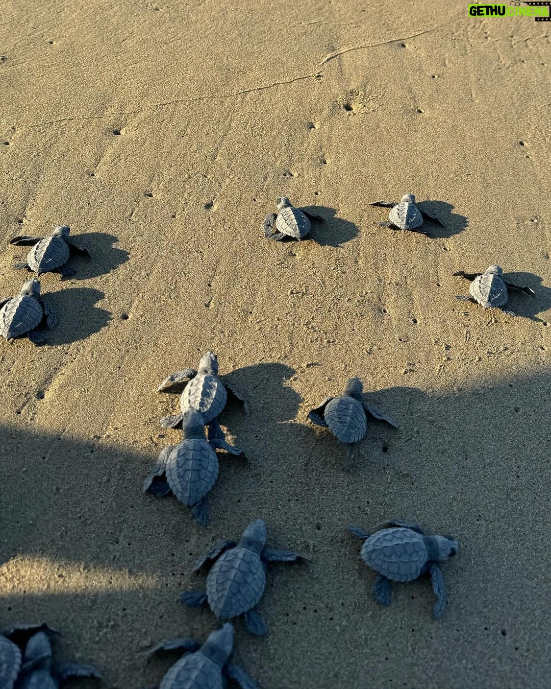 Clark Backo Instagram - happy happy days with sunshine, turtles, chasing peacocks, and trying to “save” Alisha from a rip tide I didn’t know was a rip tide! Yay to living and surviving!