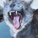 Claudia Gusmano Instagram – Buona festa del gatto ❤️ auguri dolcezze adorate😂❤️❤️❤️
