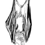 Clio Chiang Instagram – Suuuuper cute Egyptian fruit bats we drew at work today, led by @samstyle!! #lifedrawing