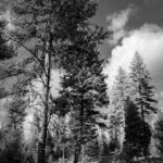 Cole Sprouse Instagram - Just a picture of some trees with this new Orwellian dystopia filter I’ve been using.