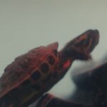 Cooper Raiff Instagram - didn’t realize i could post the full thing!