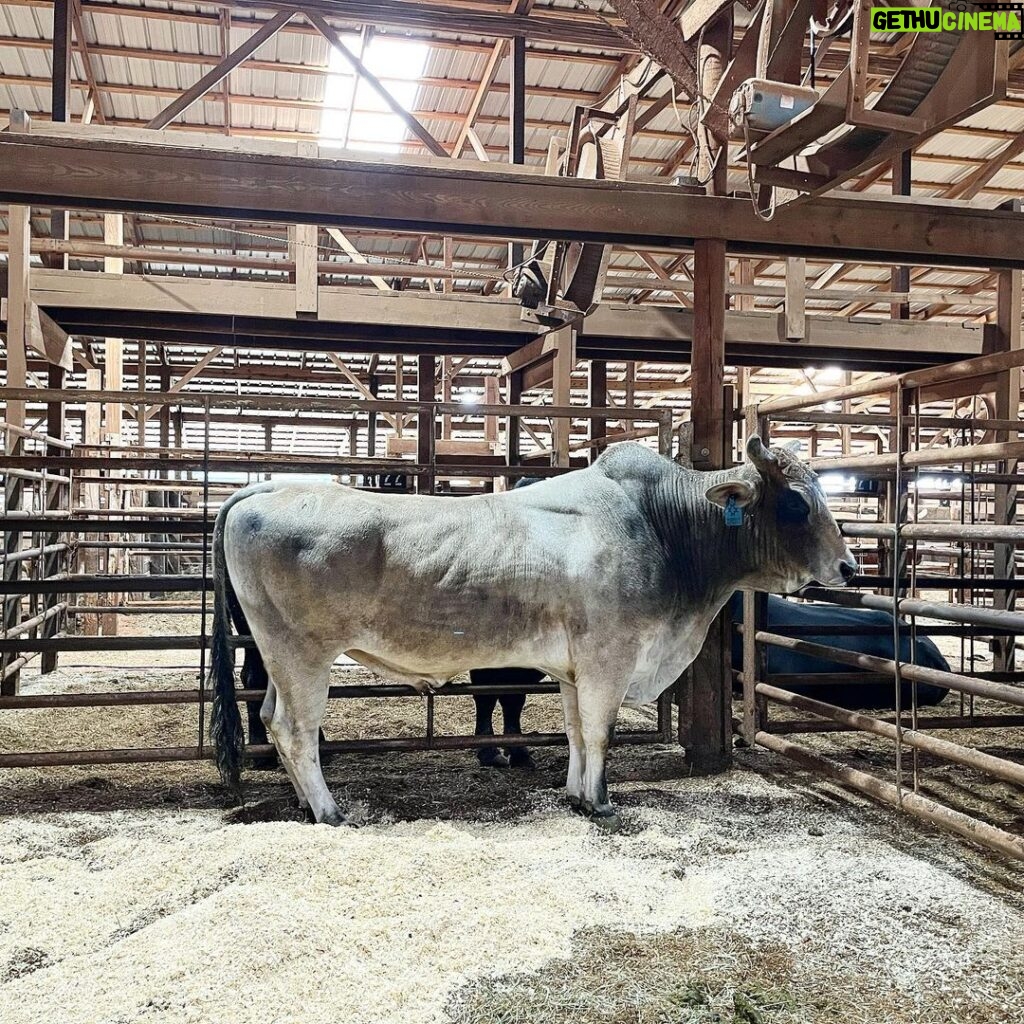 Cord McCoy Instagram - Hello Champ! Franklin County Livestock