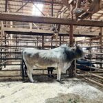 Cord McCoy Instagram – Hello Champ! Franklin County Livestock