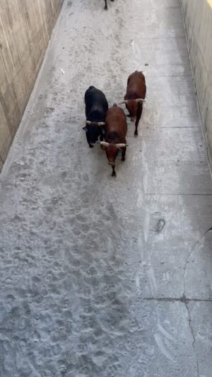 Cord McCoy Instagram - New kids on the block!
Welcome Buster Brown, Coco, and Dan Post.