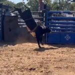 Cord McCoy Instagram - 24 hours away Sale Day, September 17th 1pm Lane, Oklahoma. Online bidding available at CCI.Live 5809276266 cordmccoy@yahoo.com - McCoy Ranch Fall Sale