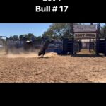 Cord McCoy Instagram – Lot 1
Bull # 17 yearling bull
CMc17 is entered in the @abbibulls Texarkana event, and the yearling series. Bull 17 already has his spot saved in Vegas. We are selling 1/2 interest with the option to double for 100% ownership.
2022 McCoy Ranch Fall Production Sale September 17th 1pm Lane, Oklahoma- online bidding available at CCI.Live McCoyRodeo.com 5809276266 cordmccoy@yahoo.com