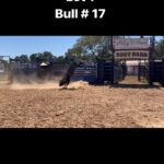 Cord McCoy Instagram - Lot 1 Bull # 17 yearling bull CMc17 is entered in the @abbibulls Texarkana event, and the yearling series. Bull 17 already has his spot saved in Vegas. We are selling 1/2 interest with the option to double for 100% ownership. 2022 McCoy Ranch Fall Production Sale September 17th 1pm Lane, Oklahoma- online bidding available at CCI.Live McCoyRodeo.com 5809276266 cordmccoy@yahoo.com