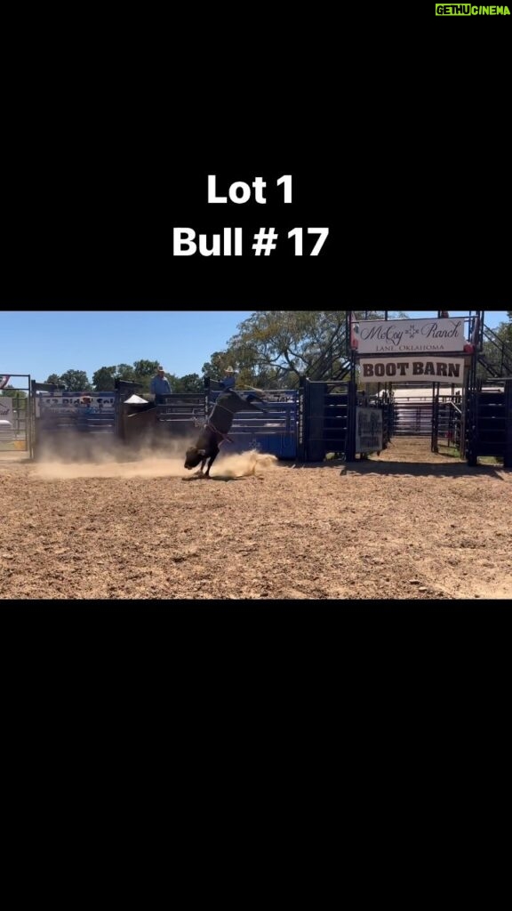 Cord McCoy Instagram - Lot 1 Bull # 17 yearling bull CMc17 is entered in the @abbibulls Texarkana event, and the yearling series. Bull 17 already has his spot saved in Vegas. We are selling 1/2 interest with the option to double for 100% ownership. 2022 McCoy Ranch Fall Production Sale September 17th 1pm Lane, Oklahoma- online bidding available at CCI.Live McCoyRodeo.com 5809276266 cordmccoy@yahoo.com