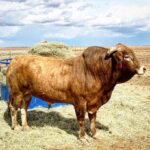 Cord McCoy Instagram - Another cool addition: 001 PIF @mccoyrodeo @cordmccoy @mccoy_ranch
