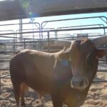 Cord McCoy Instagram – Bull Profile: 919 Coco
@mccoy_ranch @mccoyrodeo @woldbruce @transova_genetics @ariatinternational @boot_barn_official @artistryalliances @danawhite @theamazingrace