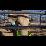 Cord McCoy Instagram – Bull Profile: 814 Tulsa Time
@mccoy_ranch & @mccoyrodeo 
@cam_camheath @transova_genetics @prca_prorodeo @pbr @ariatinternational