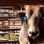 Cord McCoy Instagram – @pbr Bull Week
613 Ridin Solo