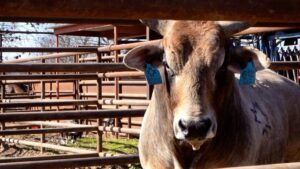 Cord McCoy Instagram - @pbr Bull Week
613 Ridin Solo