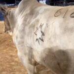 Cord McCoy Instagram – 612 Ridin Solo MCCOY RANCH