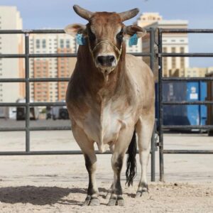 Cord McCoy Instagram - G’Day Mate! 
Welcome to Australia, Solo Semen just got off the boat and ready to work in Aussie Land. Thanks @mjbuckingbulls 
@mccoy_ranch @mccoyrodeo @sara.bestmccoy @mccartywilliam @transova_genetics