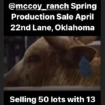 Cord McCoy Instagram – Spring Production Sale
April 22nd 1pm Lane, Oklahoma
@cci.live cordmccoy@yahoo.com MCCOY RANCH