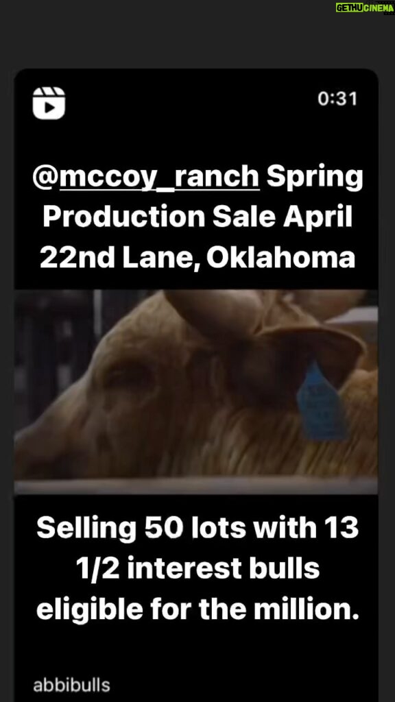 Cord McCoy Instagram - Spring Production Sale April 22nd 1pm Lane, Oklahoma @cci.live cordmccoy@yahoo.com MCCOY RANCH