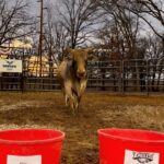 Cord McCoy Instagram – Breaking news: Solo picked the Champs @pbr 
@ariatinternational #ariatathlete @superbowl_2023_57 #superbowl #chiefs #eagles MCCOY RANCH