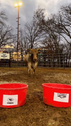 Cord McCoy Instagram - Breaking news: Solo picked the Champs @pbr 
@ariatinternational #ariatathlete @superbowl_2023_57 #superbowl #chiefs #eagles