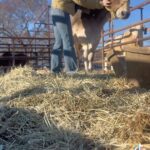 Cord McCoy Instagram - Monday Solo & Sara MCCOY RANCH
