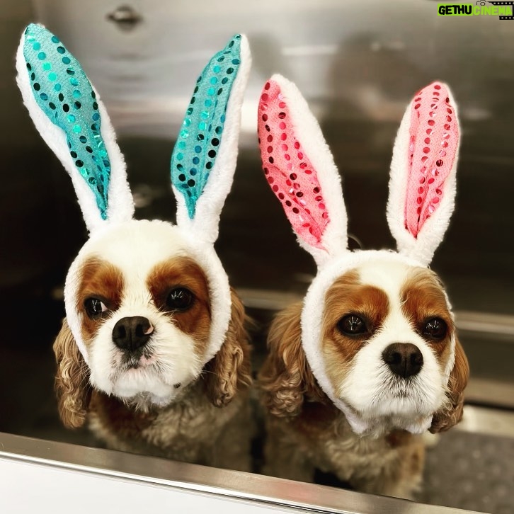 Courteney Cox Instagram - Happy Easter…or is it?