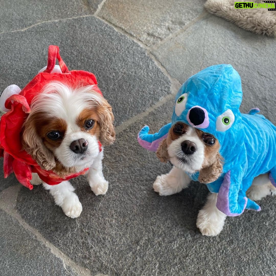 Courteney Cox Instagram - He’s her Lobster 🦞