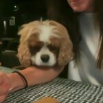 Courteney Cox Instagram - Lily on a mission #cavalier