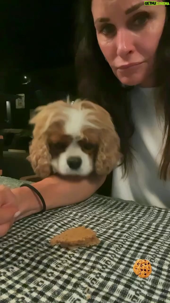 Courteney Cox Instagram - Lily on a mission #cavalier