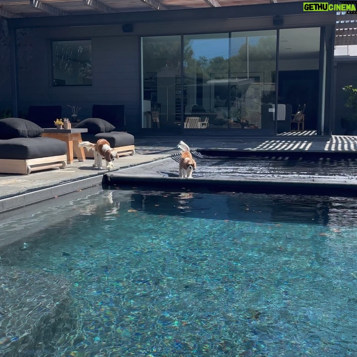 Courteney Cox Instagram - Lily living her best life. ππΆπ
