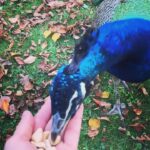 Crispin Glover Instagram - If you look carefully you can see that my peacock friend is careful to not touch his beak to my hand as he eats the raw cashews. Zamek Konarovice Czech Republic