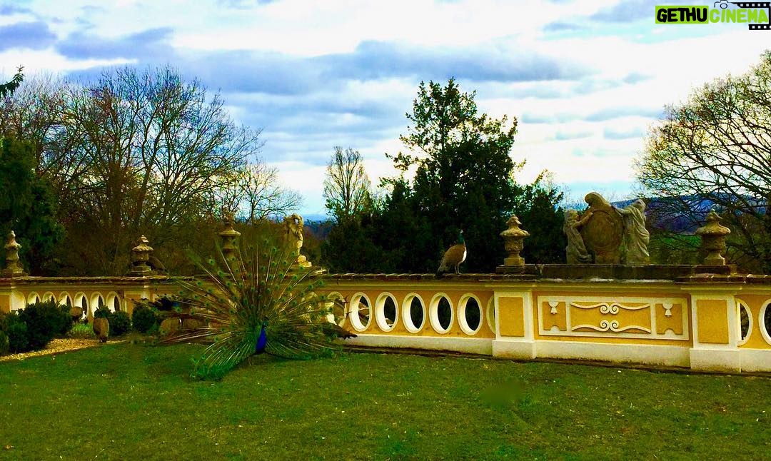 Crispin Glover Instagram - A peacock displays while facing the away from at least five peahens at Zamek Konarovice Czech Republic