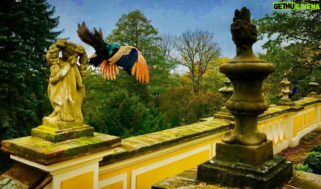 Crispin Glover Instagram - One peacock flies above the balustrade while the other peacock watches on the balustrade. This was taken not too long after the peacocks had molted their tail feathers. They fly regularly when they have the extra weight of the full tail feathers as well. Zamek Konarovice Czech Republic