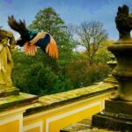 Crispin Glover Instagram - One peacock flies above the balustrade while the other peacock watches on the balustrade. This was taken not too long after the peacocks had molted their tail feathers. They fly regularly when they have the extra weight of the full tail feathers as well. Zamek Konarovice Czech Republic
