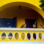 Crispin Glover Instagram - One peacock and four peahens sit on the terrace overlooking the parterre at Zamek Konarovice Czech Republic