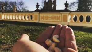 Crispin Glover Instagram - Feeding my peacock friend more raw cashews in the parterre at Zamek Konarovice Czech Republic