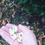 Crispin Glover Instagram – Feeding my peacock friend raw cashews at Zamek Konarovice Czech Republic