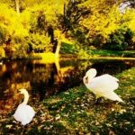 Crispin Glover Instagram – The territorial male swan on the right was hissing as this photo was taken. Behind the swans in the lower pond is a goose and at least three ducks. Zamek Konarovice Czech Republic