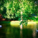 Crispin Glover Instagram - Looking back up from below the lower pond the swans and a duck enjoy the water. Zamek Konarovice Czech Republic is mostly obscured by the summer foliage