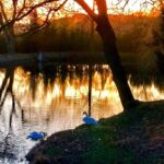 Crispin Glover Instagram - Down the hill from the area of the previous photo are two swans at the lower pond. Zamek Konarovice Czech Republic