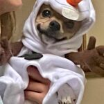 Cristina Ferrare Instagram - My grand pup Otis posing in his costume for Halloween!🎃🎃🎃 Judging from the great big smile on his face he is one happy boy! I hope this photo brings a great big smile to your face on this beautiful Sunday morning! Have a beautiful day! ❤️🥰 #halloween #halloweencostume #petsofinstagram #pets_of_instagram #pets🐾 #rescuedog #love