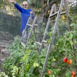 Cristina Ferrare Instagram - I’m in my happy place!!! My daughter Alex planted these tomatoes in her organic garden. I took a boat load home so I can, can the Roma tomatoes for her! She is on location for her show on, PBS, “Movable Feast”, airing this fall! 10 brand new episodes.) I’ll keep you posted! She is posting her behind the scenes on her Instagram stories! @alextcooks The aroma in the garden is intoxicating. A peaceful feeling takes over! I can feel the earth’s energy underneath my feet, and take in the aroma from the growing life all around. I’m at total peace! If you find you have an abundance of tomatoes or what’s the last of summer tomatoes grab them now and, “Can”them! Look up home canning on the internet! You will be able to enjoy summer tomatoes into the winter months! #tomatoes #tomato #cannedtomatoes #organic #organicgardening #organicfood