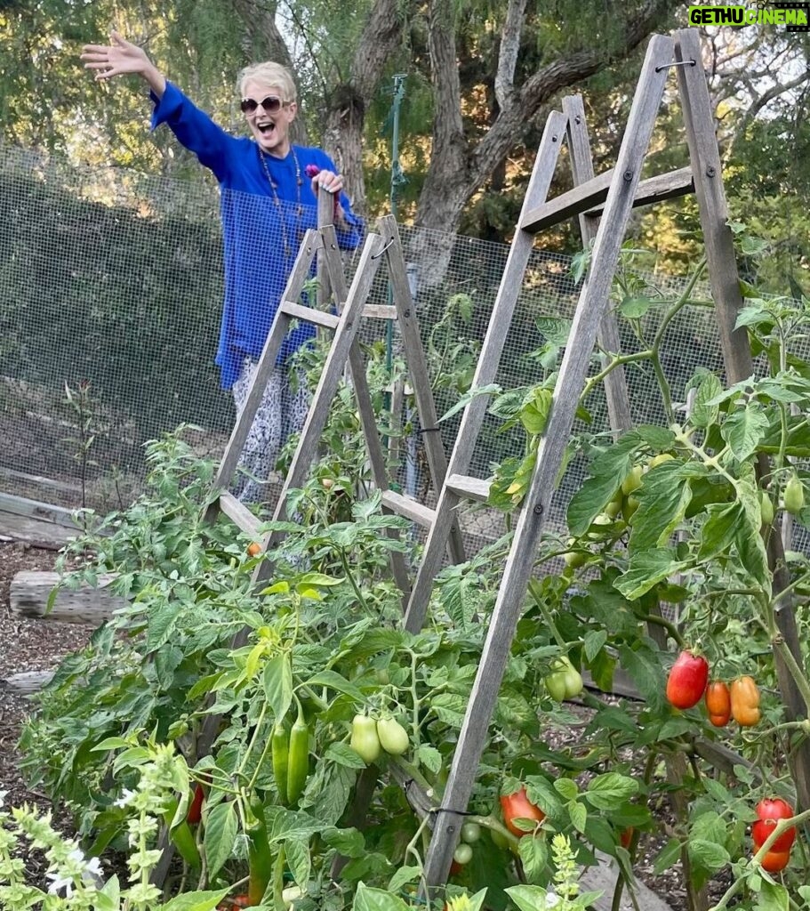 Cristina Ferrare Instagram - I’m in my happy place!!! My daughter Alex planted these tomatoes in her organic garden. I took a boat load home so I can, can the Roma tomatoes for her! She is on location for her show on, PBS, “Movable Feast”, airing this fall! 10 brand new episodes.) I’ll keep you posted! She is posting her behind the scenes on her Instagram stories! @alextcooks The aroma in the garden is intoxicating. A peaceful feeling takes over! I can feel the earth’s energy underneath my feet, and take in the aroma from the growing life all around. I’m at total peace! If you find you have an abundance of tomatoes or what’s the last of summer tomatoes grab them now and, “Can”them! Look up home canning on the internet! You will be able to enjoy summer tomatoes into the winter months! #tomatoes #tomato #cannedtomatoes #organic #organicgardening #organicfood