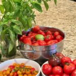 Cristina Ferrare Instagram - I’m in my happy place!!! My daughter Alex planted these tomatoes in her organic garden. I took a boat load home so I can, can the Roma tomatoes for her! She is on location for her show on, PBS, “Movable Feast”, airing this fall! 10 brand new episodes.) I’ll keep you posted! She is posting her behind the scenes on her Instagram stories! @alextcooks The aroma in the garden is intoxicating. A peaceful feeling takes over! I can feel the earth’s energy underneath my feet, and take in the aroma from the growing life all around. I’m at total peace! If you find you have an abundance of tomatoes or what’s the last of summer tomatoes grab them now and, “Can”them! Look up home canning on the internet! You will be able to enjoy summer tomatoes into the winter months! #tomatoes #tomato #cannedtomatoes #organic #organicgardening #organicfood