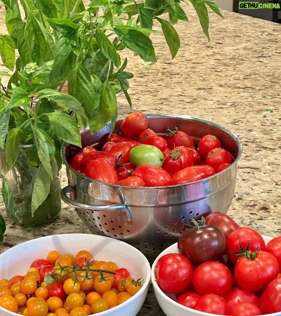 Cristina Ferrare Instagram - I’m in my happy place!!! My daughter Alex planted these tomatoes in her organic garden. I took a boat load home so I can, can the Roma tomatoes for her! She is on location for her show on, PBS, “Movable Feast”, airing this fall! 10 brand new episodes.) I’ll keep you posted! She is posting her behind the scenes on her Instagram stories! @alextcooks The aroma in the garden is intoxicating. A peaceful feeling takes over! I can feel the earth’s energy underneath my feet, and take in the aroma from the growing life all around. I’m at total peace! If you find you have an abundance of tomatoes or what’s the last of summer tomatoes grab them now and, “Can”them! Look up home canning on the internet! You will be able to enjoy summer tomatoes into the winter months! #tomatoes #tomato #cannedtomatoes #organic #organicgardening #organicfood