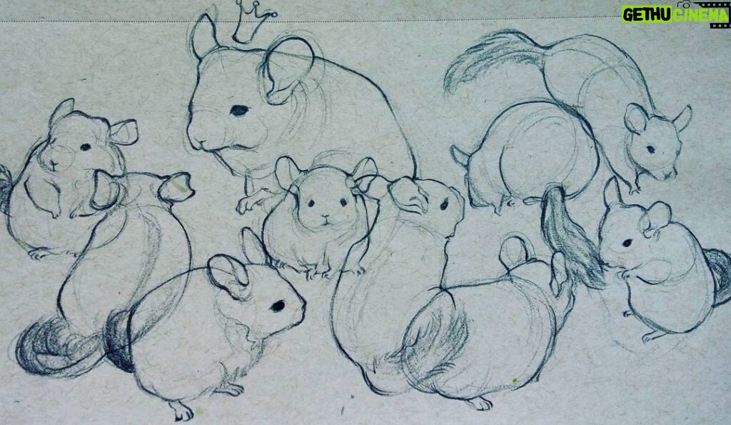 Curie Lu Instagram - Life drawings of my chinchilla. Incredible neck fat ′ェ`