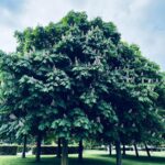 Désirée Nosbusch Instagram – “Trees are poems that the earth writes upon the sky.”
— Kahlil Gibran