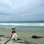 Désirée Nosbusch Instagram – Out and about with my beach boy 🐾🌊 Santa Monica, California